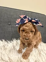 Poppy, a female Maltipoo for sale in Tucson, AZ – Photo 3 of 10