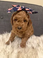 Poppy, a female Maltipoo for sale in Tucson, AZ – Photo 10 of 10