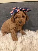 Poppy, a female Maltipoo for sale in Tucson, AZ – Photo 6 of 10
