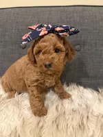 Poppy, a female Maltipoo for sale in Tucson, AZ – Photo 8 of 10