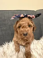 Poppy, a female Maltipoo for sale in Tucson, AZ – Photo 1 of 10