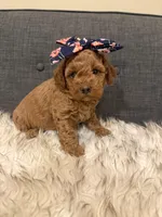 Poppy, a female Maltipoo for sale in Tucson, AZ – Photo 9 of 10