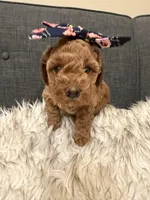 Poppy, a female Maltipoo for sale in Tucson, AZ – Photo 2 of 10