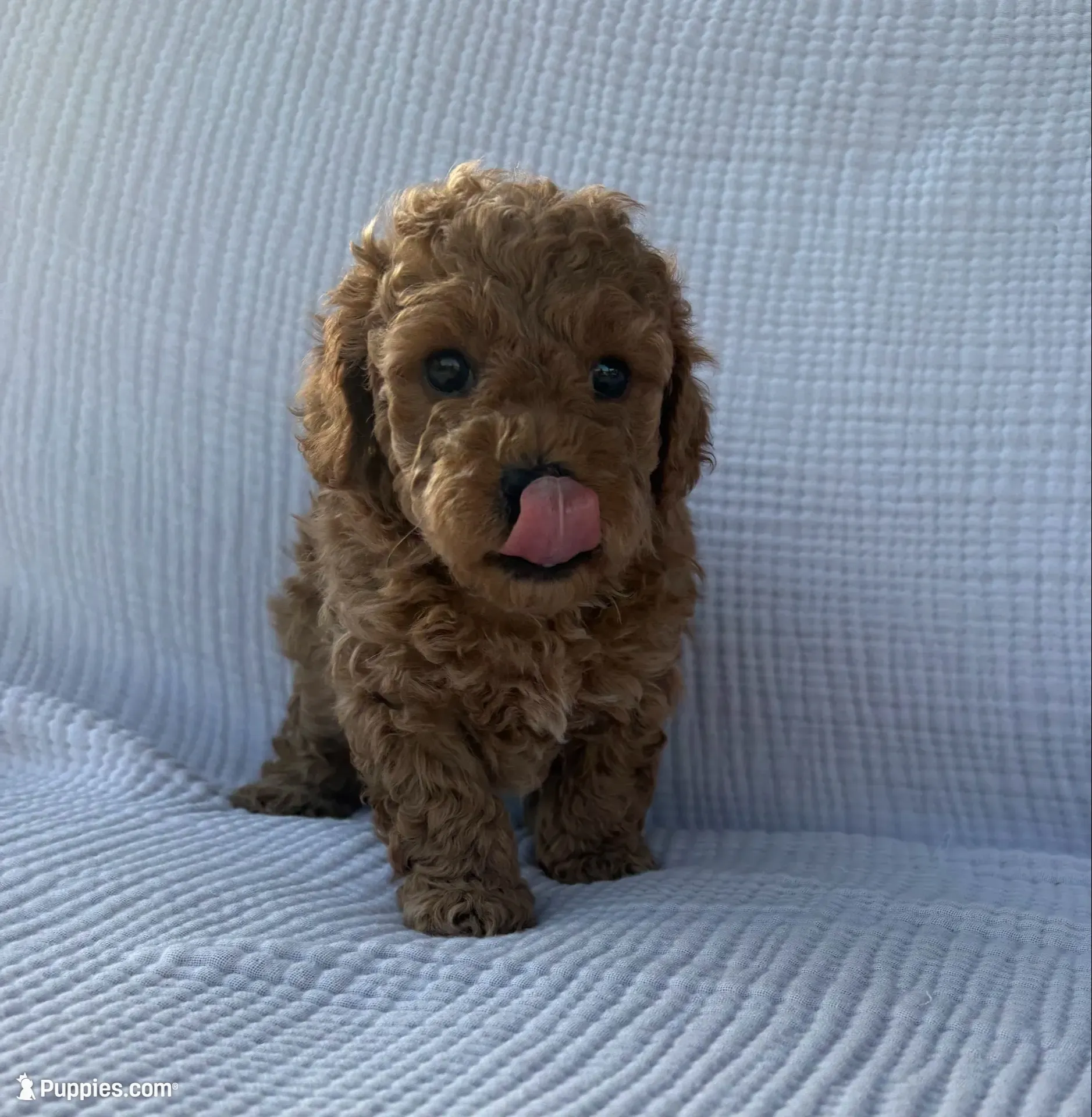 Scout, a male Maltipoo and Poodle - Toy  for sale in Tucson, AZ – 9 of 10