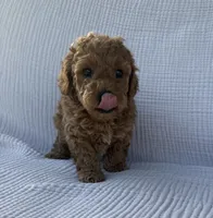 Scout, a male Maltipoo and Poodle - Toy  for sale in Tucson, AZ – 2 of 6