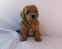 Scout, a male Maltipoo and Poodle - Toy  for sale in Tucson, AZ – 5 of 6