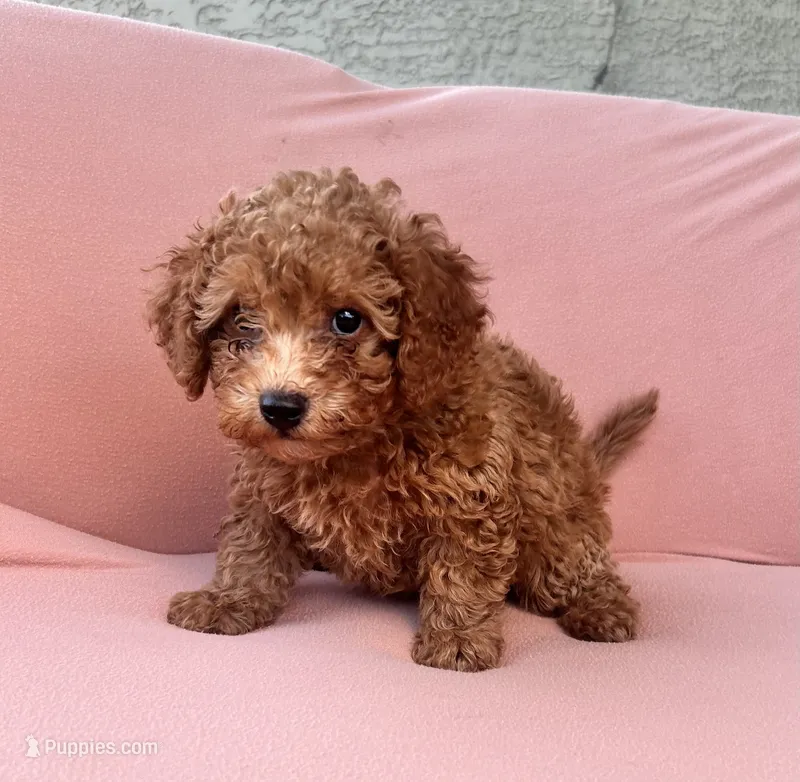 Tucker – Maltipoo, Poodle - Toy  puppy for sale in Tucson, AZ