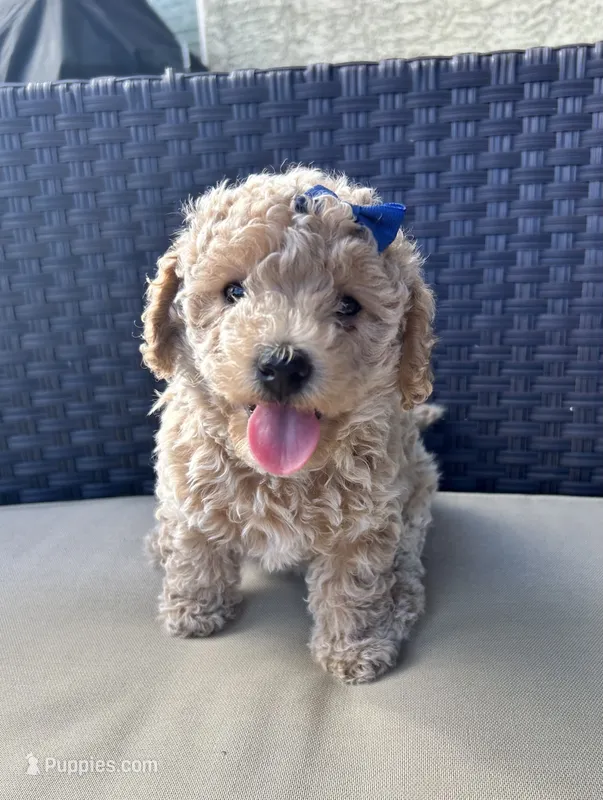 Daisy – Maltipoo, Poodle - Toy  puppy for sale in Tucson, AZ