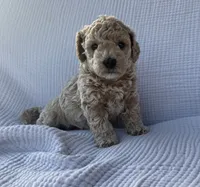 Daisy, a female Maltipoo and Poodle - Toy  for sale in Tucson, AZ – 3 of 5