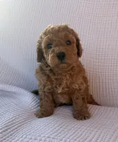 Tucker, a male Maltipoo and Poodle - Toy  for sale in Tucson, AZ – 5 of 10