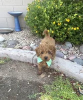 Bandit, a male Cavapoo and Poodle - Toy  for sale in Tucson, AZ – 4 of 7