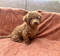 Tucker, a male Maltipoo and Poodle - Toy  for sale in Tucson, AZ – 2 of 10