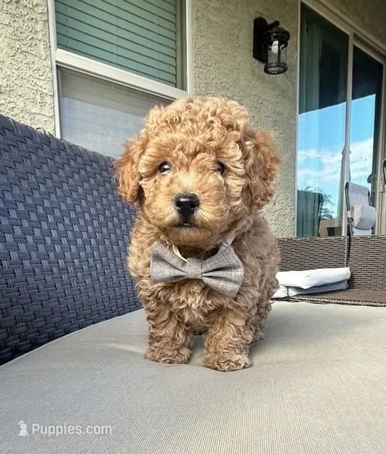 Scout – Maltipoo, Poodle - Toy  puppy for sale in Tucson, AZ