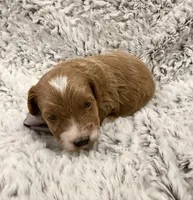 Timmy, a male Maltipoo and Poodle - Toy  for sale in Tucson, AZ – 7 of 10