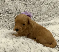 Sugar, a female Maltipoo and Poodle - Toy  for sale in Tucson, AZ – 5 of 10