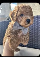 Scout, a male Maltipoo and Poodle - Toy  for sale in Tucson, AZ – 6 of 10