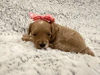 Honey, a female Maltipoo for sale in Tucson, AZ – 4 of 10