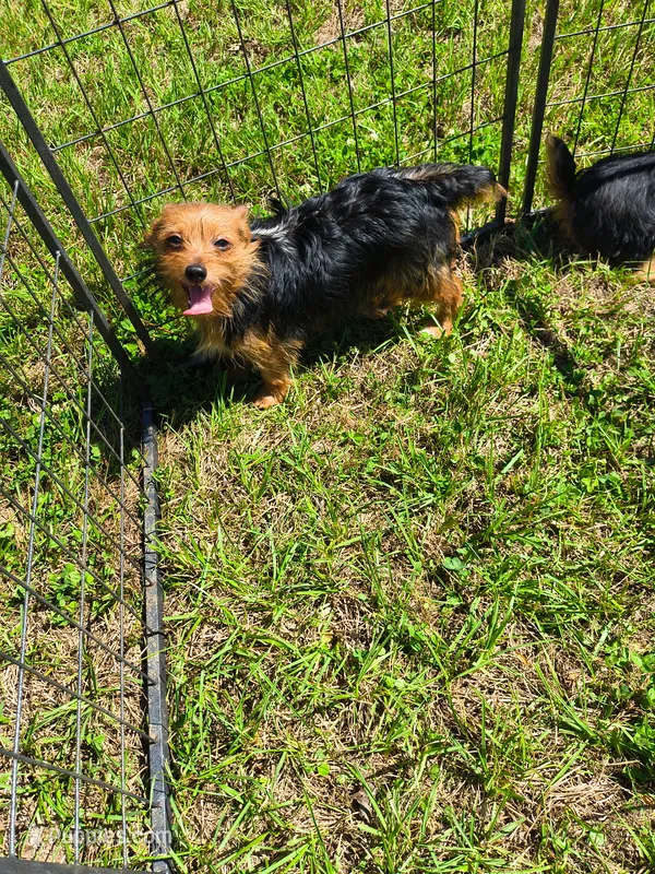 Cooper – Chorkie puppy for sale in Texarkana, AR