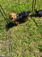 Cooper, a male Chorkie for sale in Texarkana, AR – 1 of 2