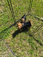 Cooper, a male Chorkie for sale in Texarkana, AR – 2 of 2