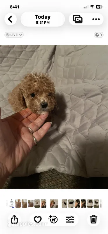 Flashy little red male, a male Poodle - Toy  for sale in Texarkana, AR – Photo 1 of 1