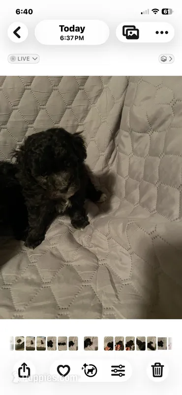 Little turning silver boy, a male Poodle - Toy  for sale in Texarkana, AR – Photo 1 of 1