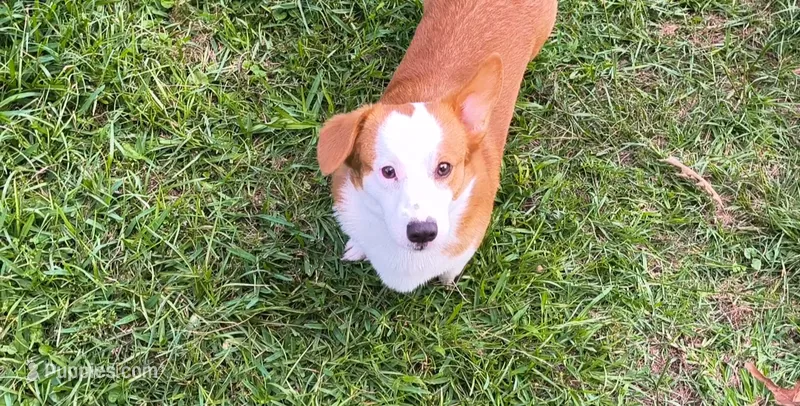 Orion – Pembroke Welsh Corgi puppy for sale in Texarkana, AR