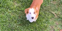 Orion, a male Pembroke Welsh Corgi for sale in Texarkana, AR – 1 of 1