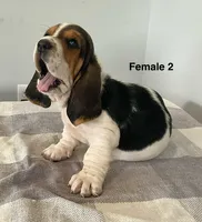 AKC Angel, a female Basset Hound for sale in Loogootee, IN – 3 of 3