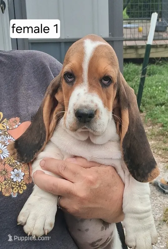 AKC Angel – Basset Hound puppy for sale in Loogootee, IN