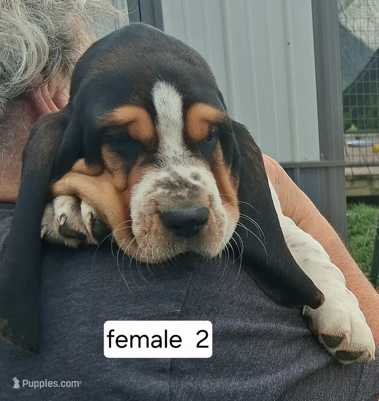 AKC Ruby – Basset Hound puppy for sale in Loogootee, IN
