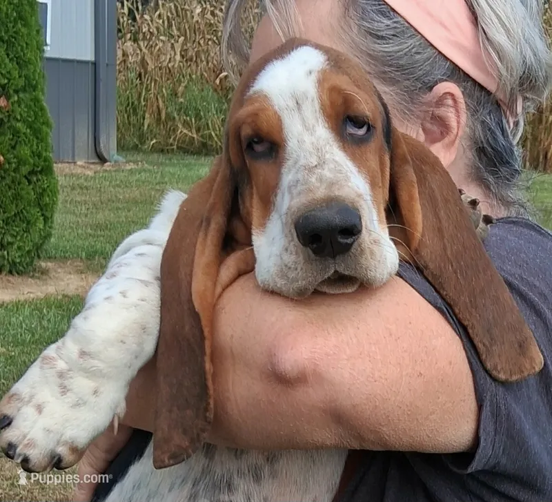 AKC Rudy – Basset Hound puppy for sale in Loogootee, IN