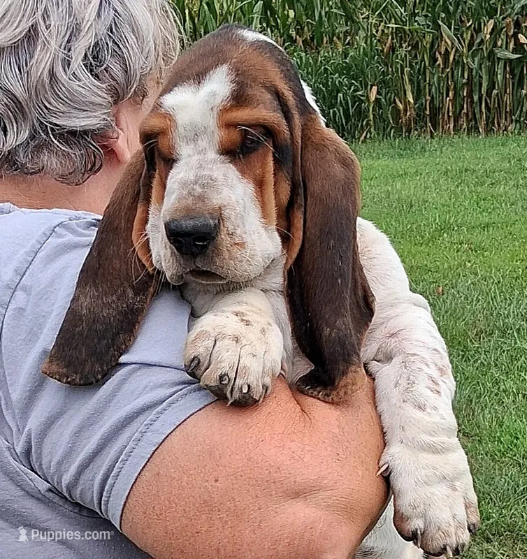 AKC Rudy – Basset Hound puppy for sale in Loogootee, IN