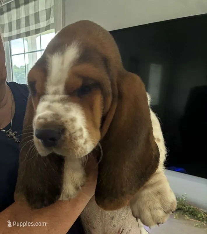 AKC Archie – Basset Hound puppy for sale in Loogootee, IN