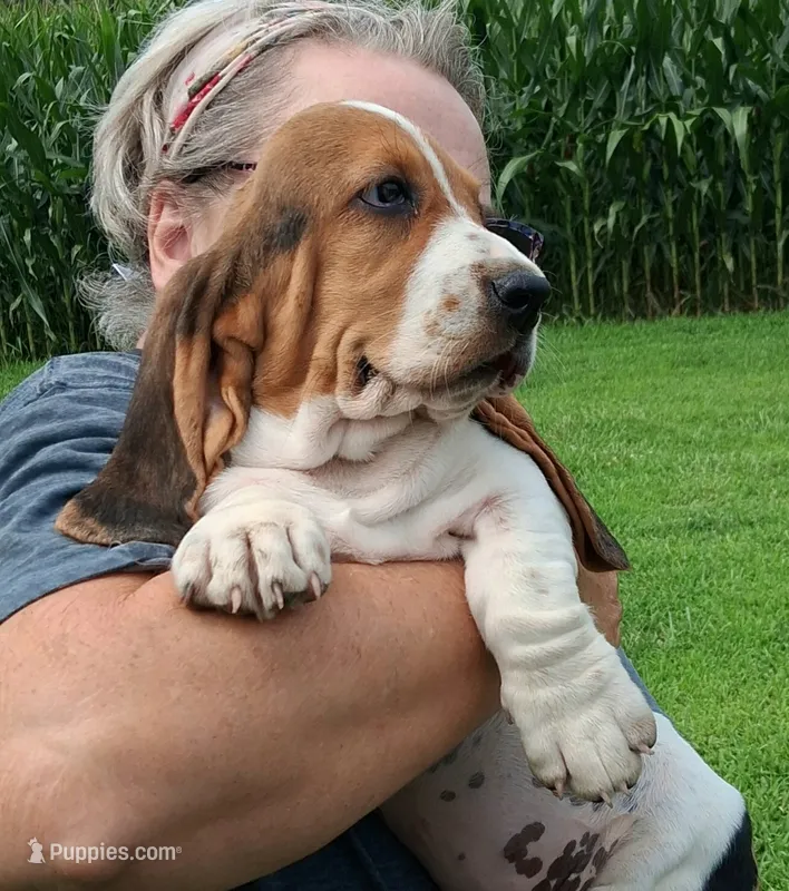 AKC Angel – Basset Hound puppy for sale in Loogootee, IN