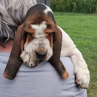 AKC Rudy, a male Basset Hound for sale in Loogootee, IN – 4 of 5