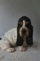 Ruby, a female Basset Hound for sale in Loogootee, IN – 2 of 2