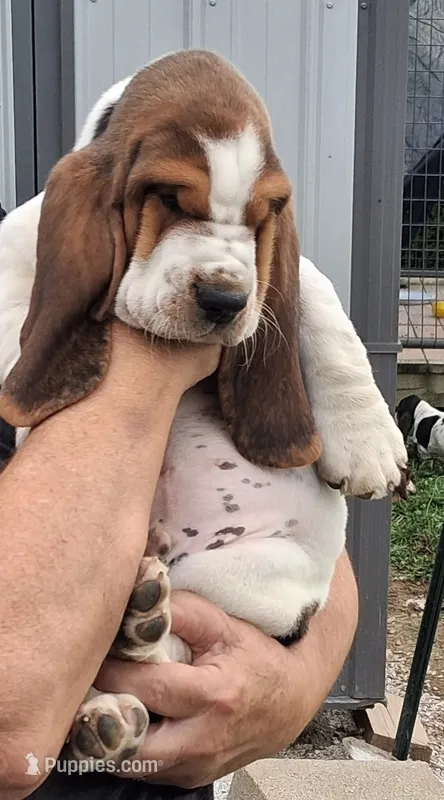 AKC Archie – Basset Hound puppy for sale in Loogootee, IN