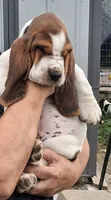 AKC Archie, a male Basset Hound for sale in Loogootee, IN – 1 of 2