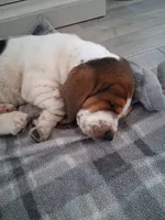 AKC Archie, a male Basset Hound for sale in Loogootee, IN – 2 of 2