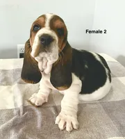 AKC Angel, a female Basset Hound for sale in Loogootee, IN – 2 of 3