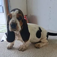 AKC Rudy, a male Basset Hound for sale in Loogootee, IN – 2 of 2