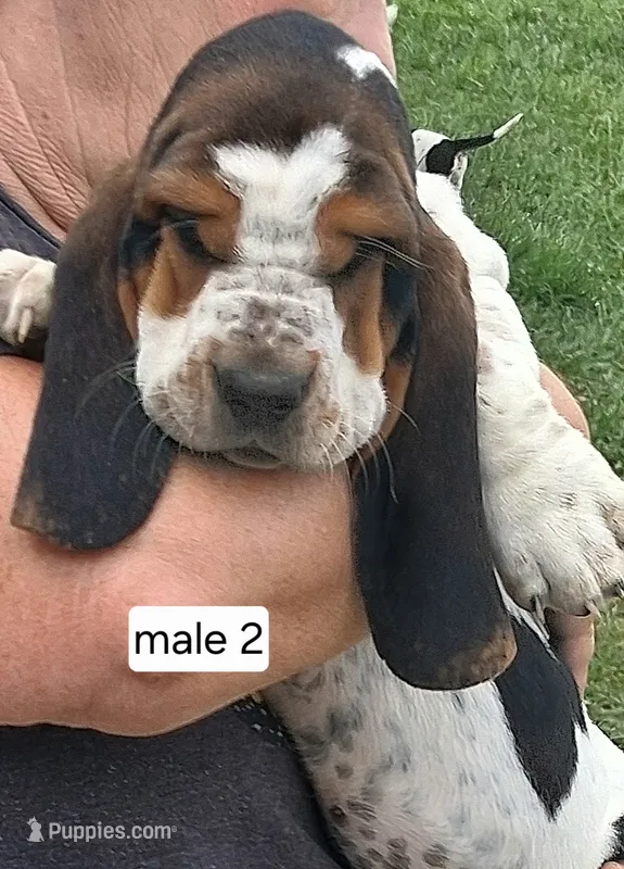 AKC Rudy – Basset Hound puppy for sale in Loogootee, IN