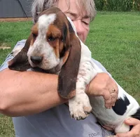 AKC Rudy, a male Basset Hound for sale in Loogootee, IN – 3 of 5