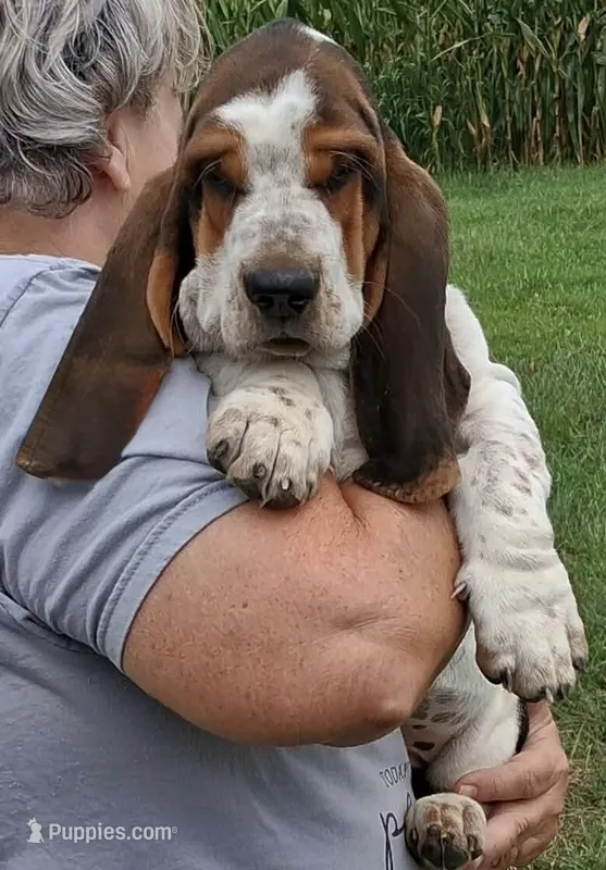 AKC Rudy – Basset Hound puppy for sale in Loogootee, IN