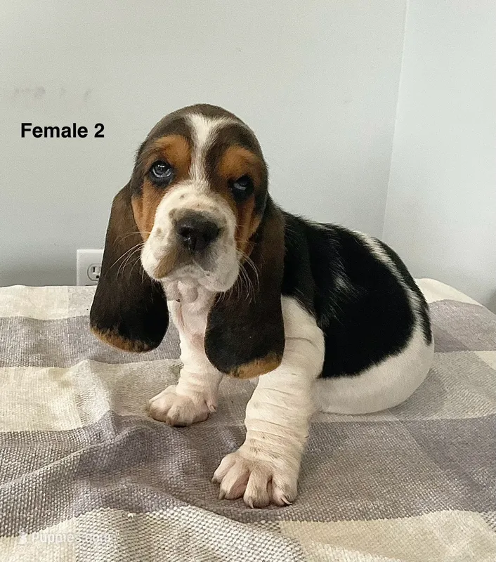 AKC Angel – Basset Hound puppy for sale in Loogootee, IN