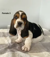 AKC Angel, a female Basset Hound for sale in Loogootee, IN – 1 of 3