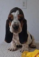 AKC Rudy, a male Basset Hound for sale in Loogootee, IN – 1 of 2