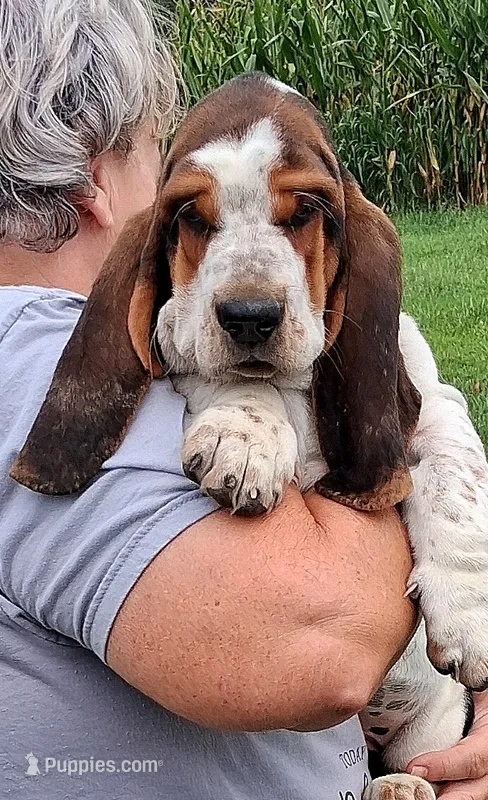 AKC Rudy – Basset Hound puppy for sale in Loogootee, IN