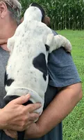 AKC Rudy, a male Basset Hound for sale in Loogootee, IN – 5 of 5
